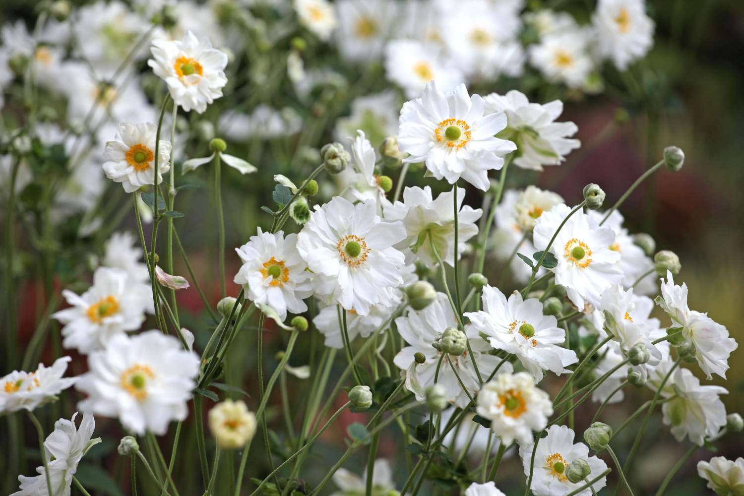 Japanische Anemone ‘Whirlwind’